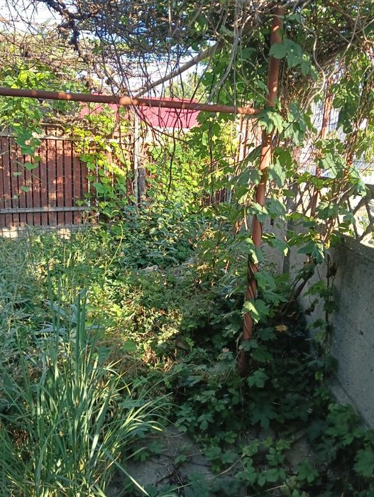 Navodari strada Pescarusului , vand teren 500 mp cu casa veche