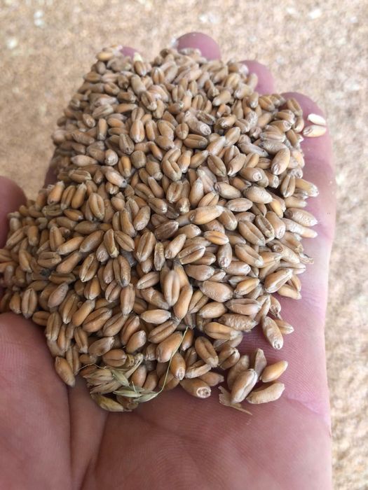 Porumb , amestec , baloti lucerna