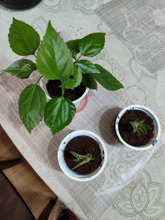 Комнатные растения