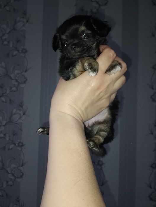 Вязка кобель чихуахуа