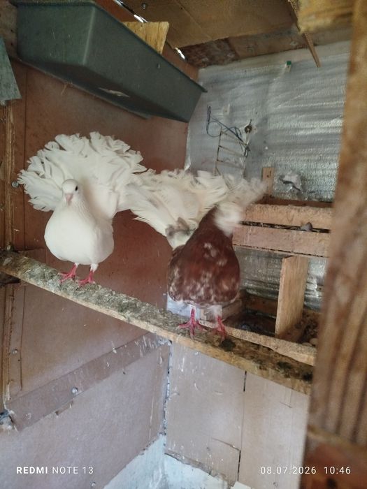 Продам голубеи разных