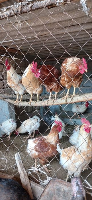 Петух,Қораздар сатылады