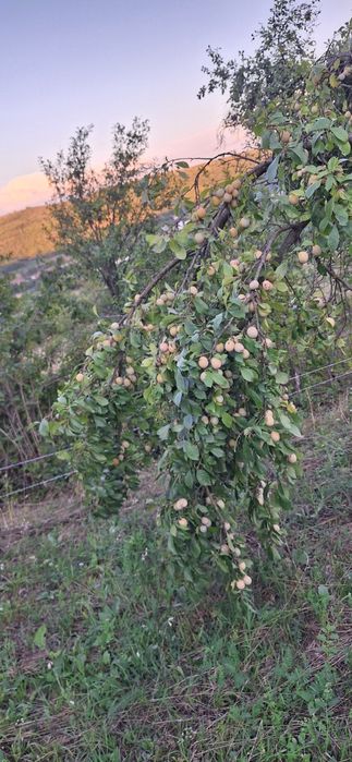 Prune de tuica de vanzare