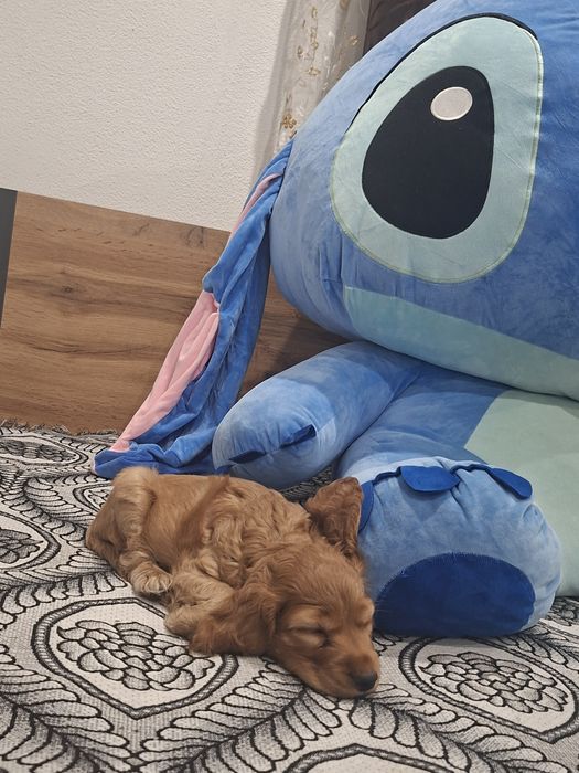 Продам куче ако някой има интерес