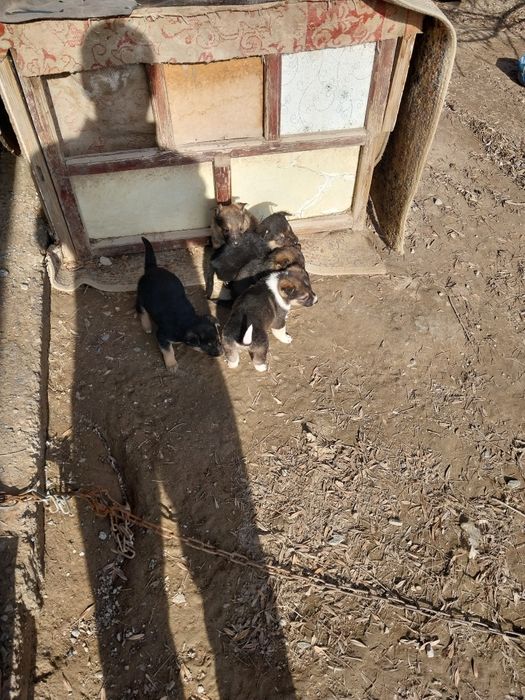 Продам щенят овчарки