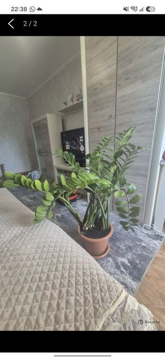 Пролам Замиакулькас