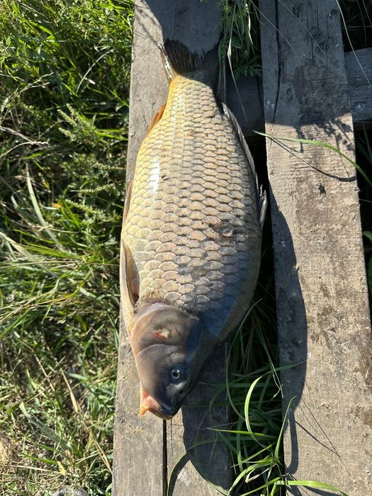 Живая рыба оптом