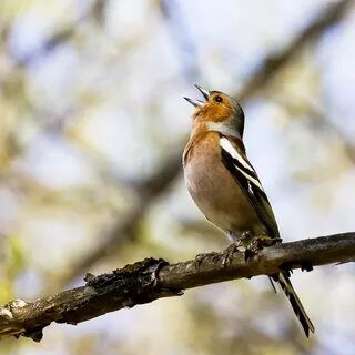 Зяблики певчие самцы