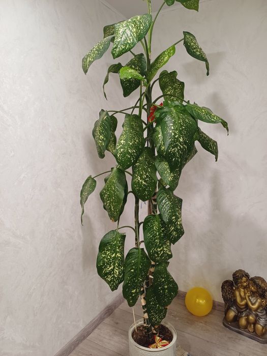 Продам домашние цветы