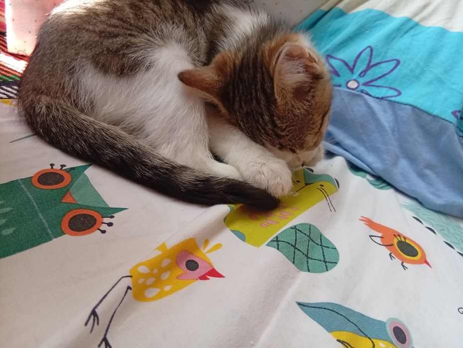 Подарявам красиви котета