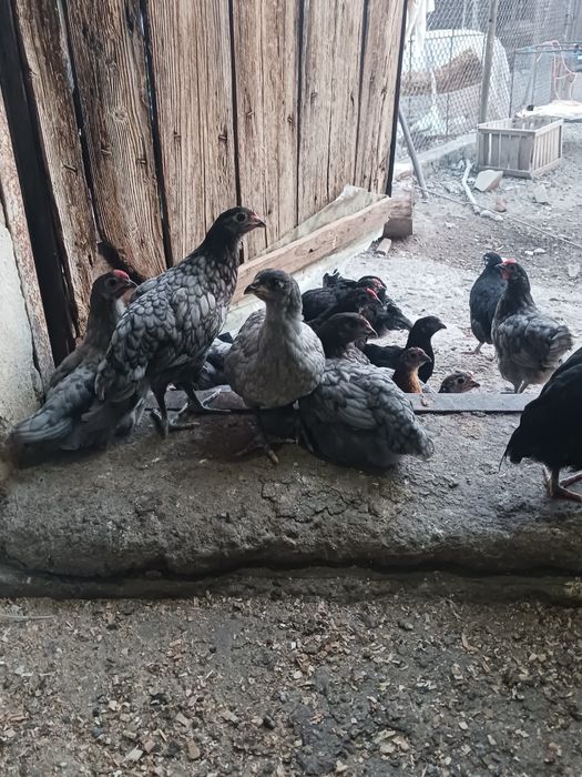Pui Australorp de vânzare – mai multe vârste disponibile