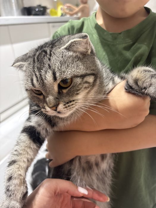 кошку в добрые руки