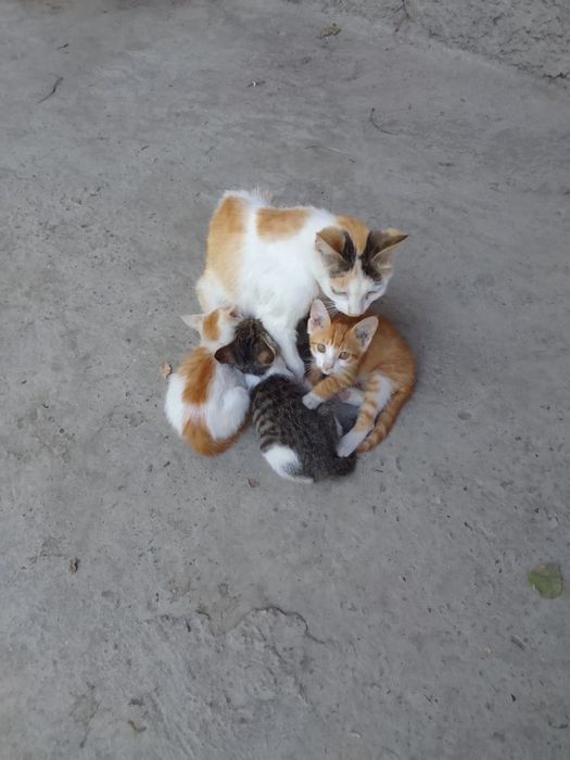 Котята 2 месяца, два мальчика и девочка в добрые руки