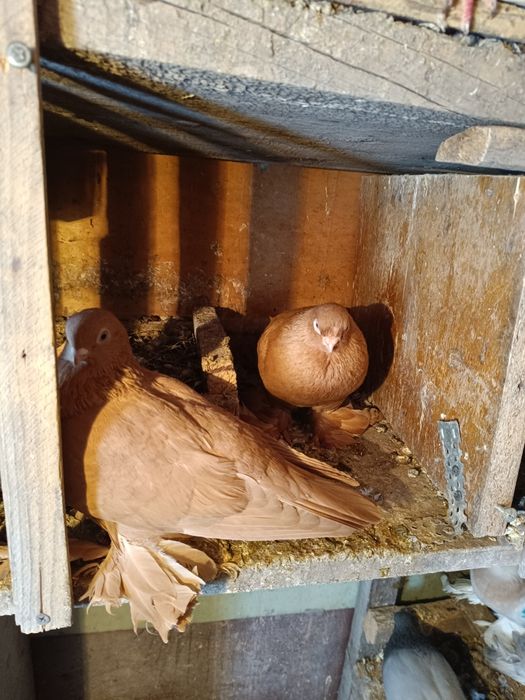 Продаются голуби