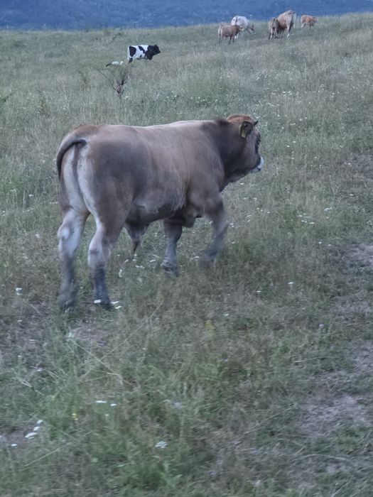 Vând tăurași aubrac