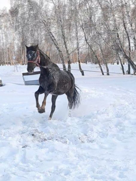 Кобылка на племя.