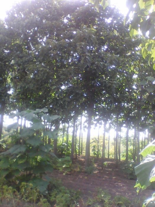 Продава Пауловния томентоса