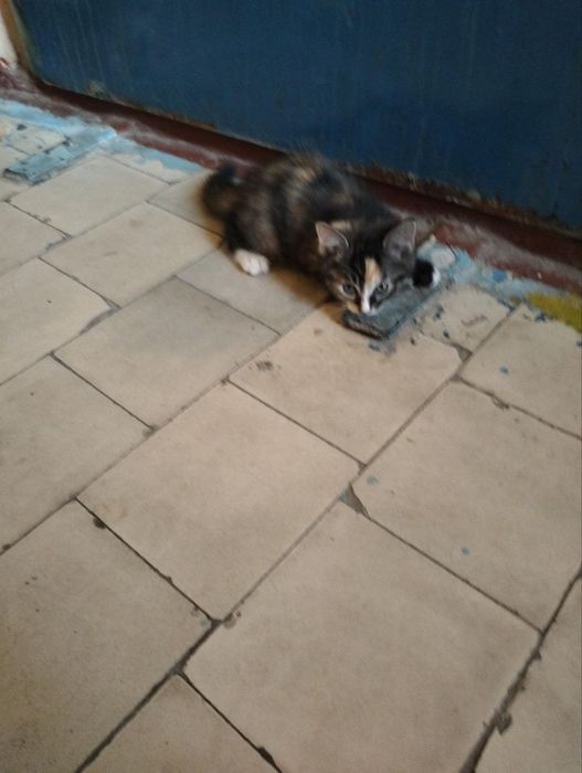 Котята,котята,котята