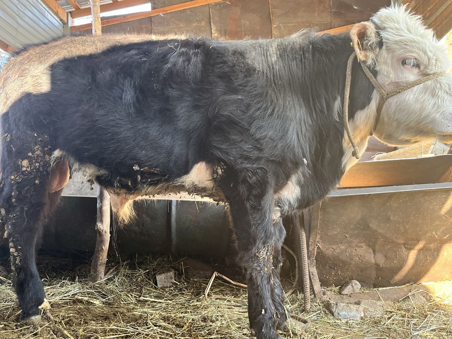 Тайнша сатылады бағасы 450мың тг