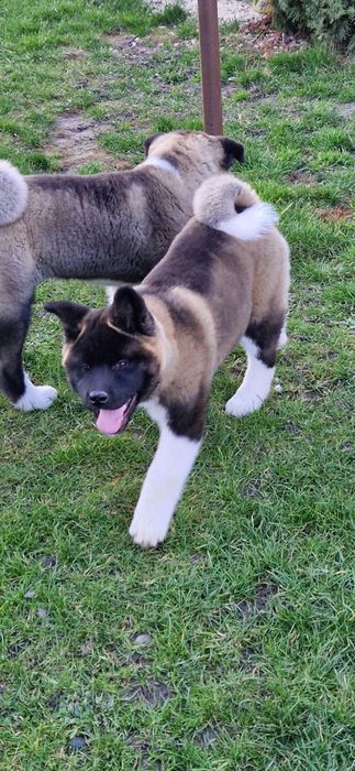 Disponibil Akita American