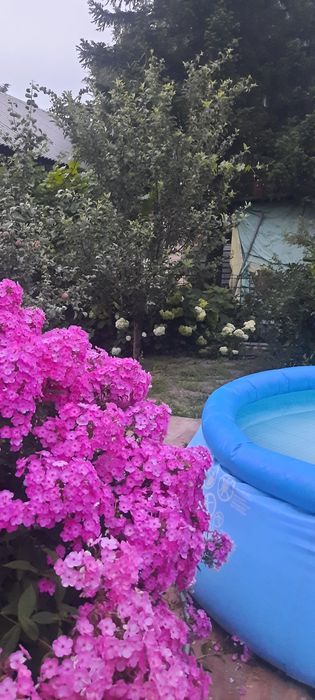 Продам кустики флокса