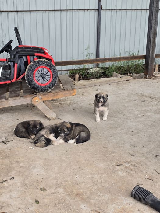 Donez  pui  câine  ciobănesc  căței