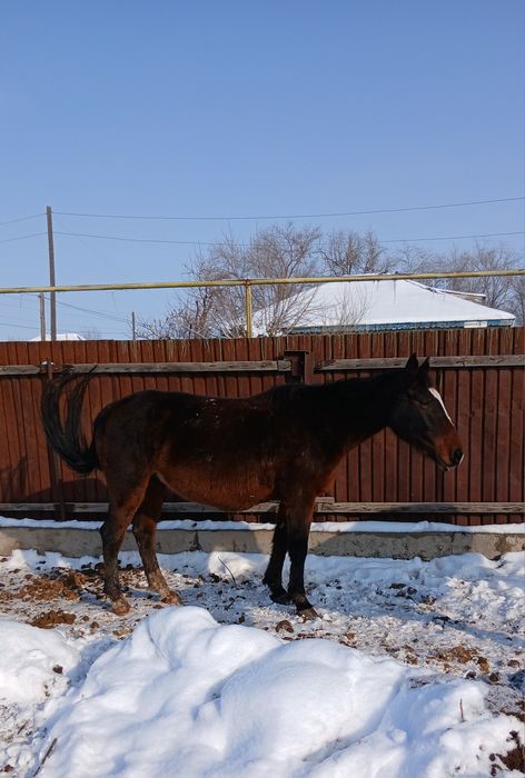 Буаз биелер сатылады жылкы