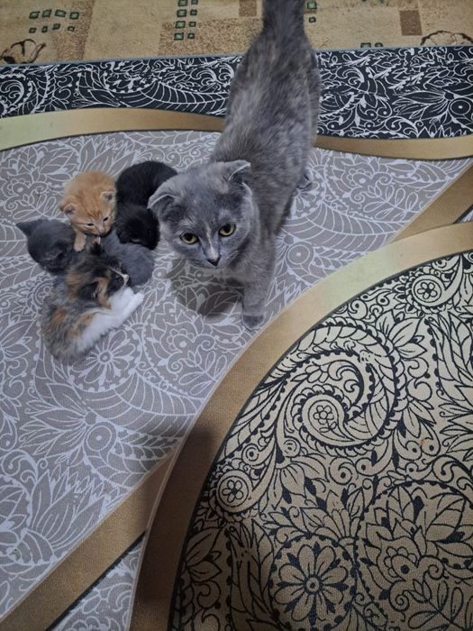Шотландский вислоухие