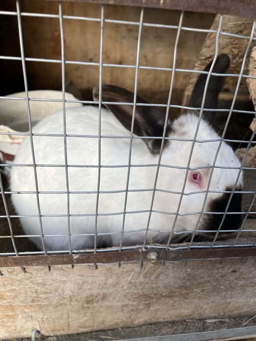 Қоян сатылады  он мың тенге