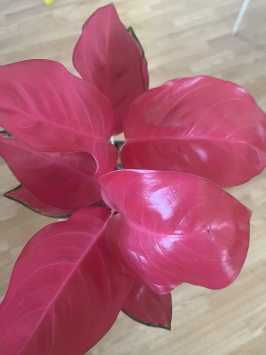 Комнатные цветочки