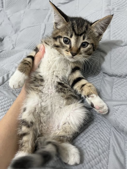 Отдам котенка  (девочка)