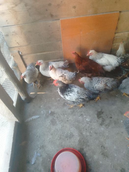 Cocoși de tara de vânzare