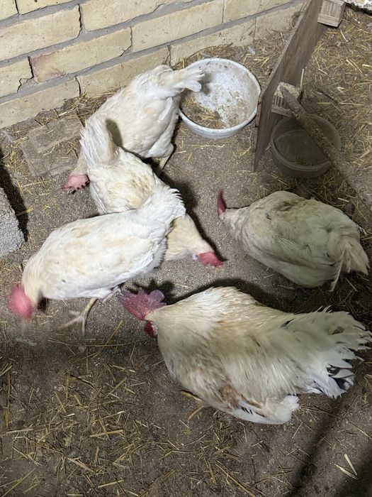 Loman sendi oq horoz tovuqlar sotiladi 10 ta