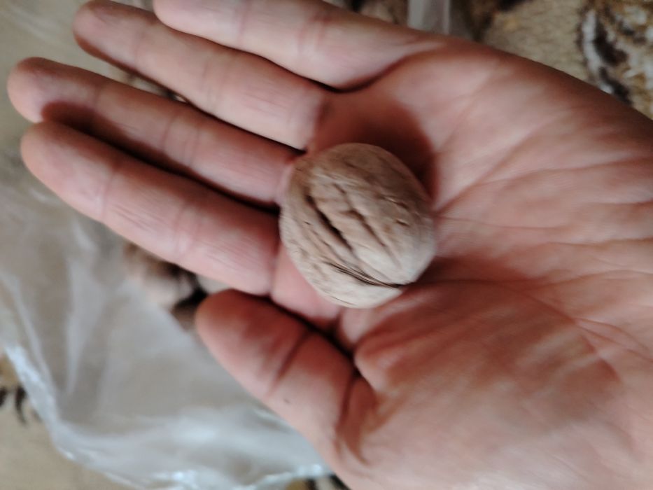 Грецкий орех домашний