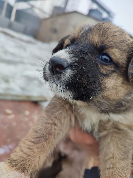 Щеночки в хорошие,добрые руки