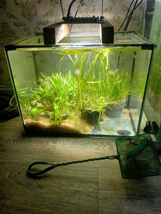 Криптокорина остались 2 шт по 2000 тг