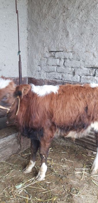 Qishloq xoʻjaligi mollari