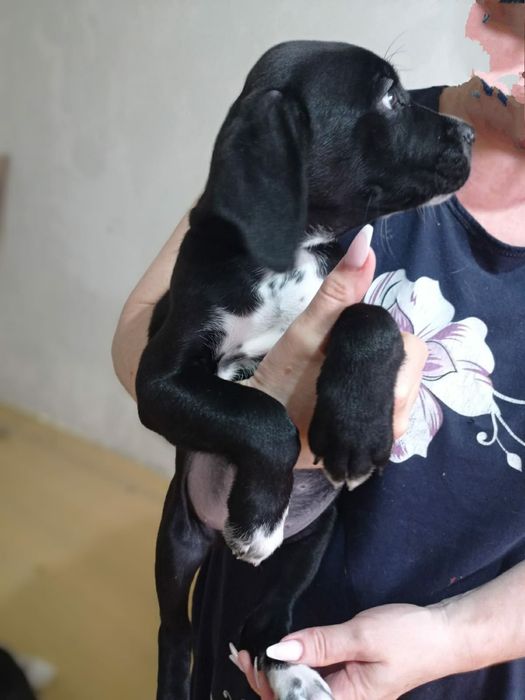 щенок Кане Корсо