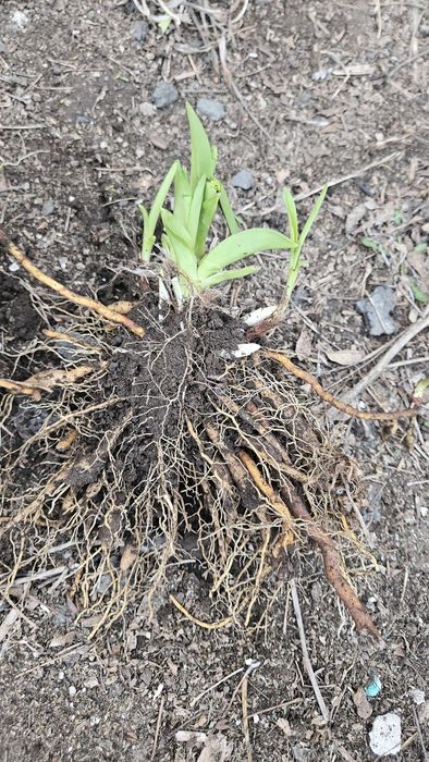 Многолетние цветы- лилейник