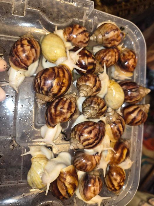 Продам улиток (Ахатины) 4-5 см.