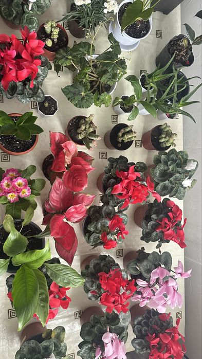 Ui gulderi Домашние цветы