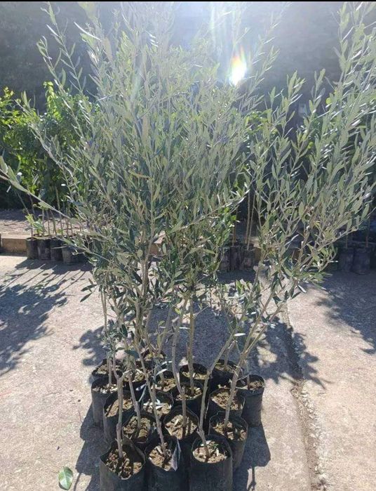 Маслини дръвчета 100 - 160 см