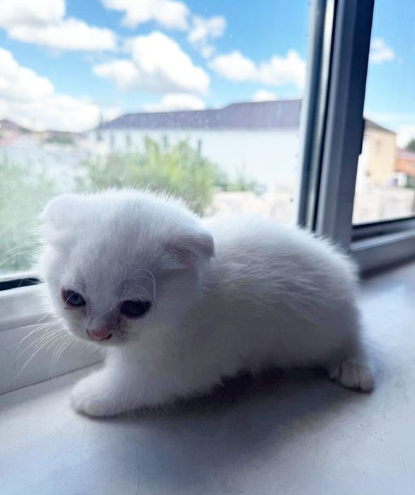 Продаютс котята британцы