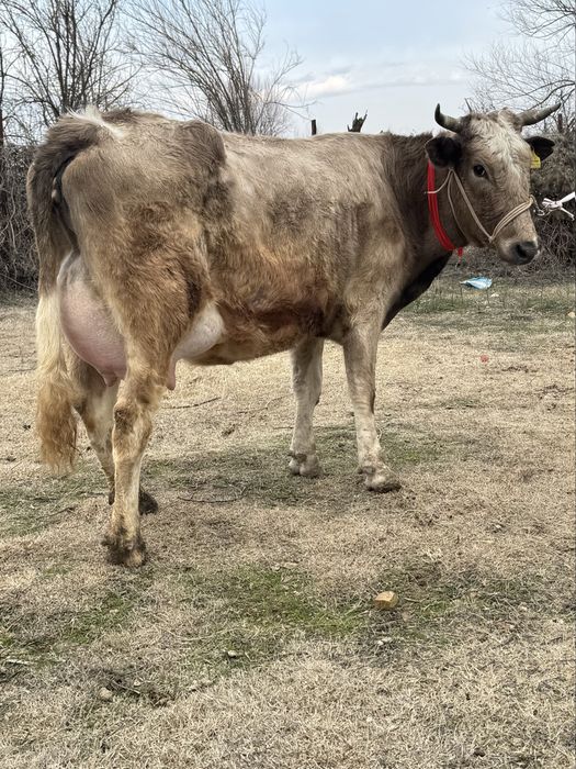 Алатау Суттi сиыр