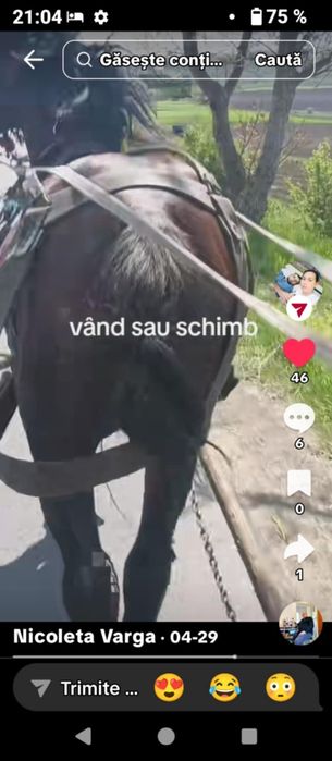 De vânzare 2 armăsari