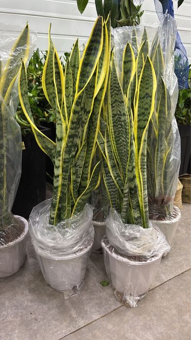 Сансиверия. 10000