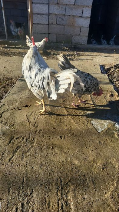 Леггорн далматинец