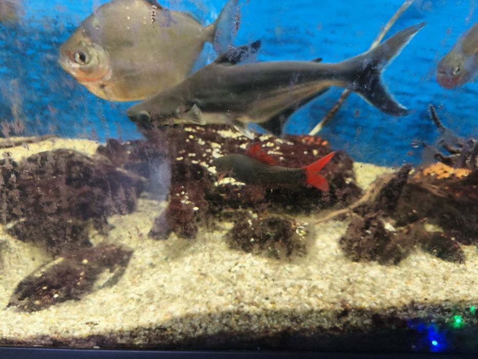 Риби Американски цихлиди Червен папагал , Северум , Сребърен долър