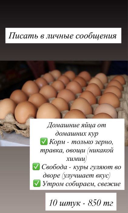 Домашние яйца  свежие