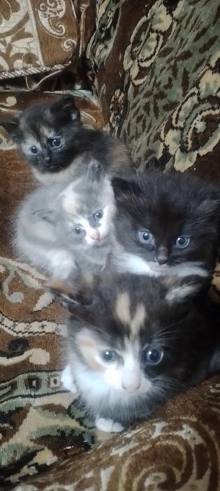 Котята в добрые руки.